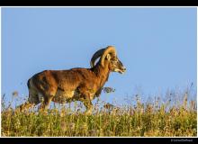 Mouflon