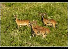 Mouflon