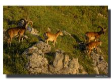 Mouflon