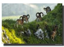 Mouflon