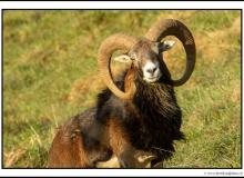 Mouflon