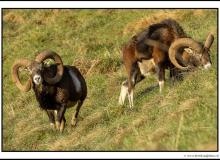 Mouflon