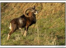 Mouflon