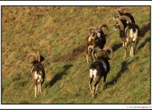 Mouflon