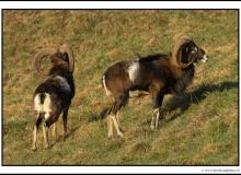 Mouflon