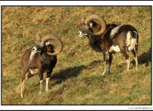 Mouflon