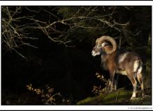 Mouflon