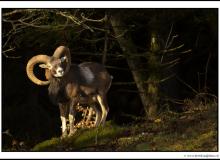 Mouflon