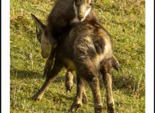 Chamois