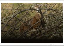 Mouflon