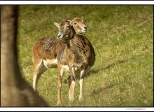 Mouflon