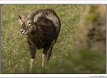 Mouflon