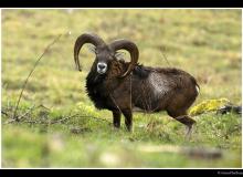 Mouflon