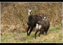 Chamois