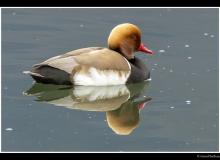 Nette rousse