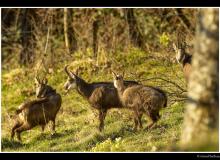 Chamois