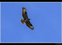 Buse variable