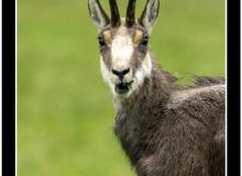 Chamois