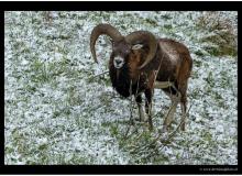 Mouflon