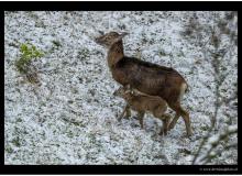 Mouflon