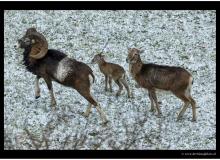 Mouflon