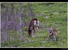 Mouflon