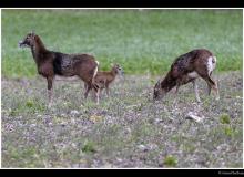 Mouflon