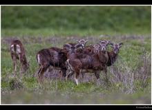 Mouflon