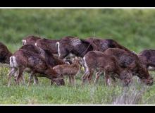 Mouflon