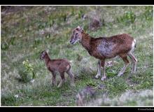 Mouflon