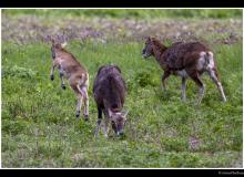 Mouflon