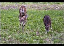 Mouflon