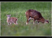 Mouflon