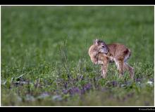 Mouflon