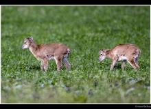 Mouflon