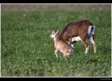 Mouflon