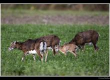 Mouflon