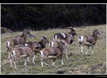 Mouflon