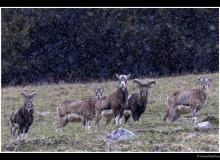 Mouflon