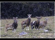 Mouflon