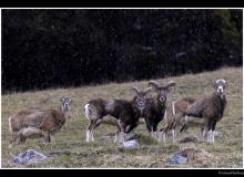 Mouflon