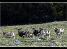 Mouflon