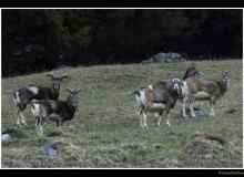 Mouflon