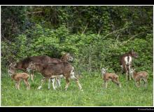 Mouflon