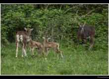 Mouflon