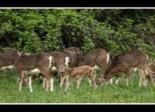 Mouflon