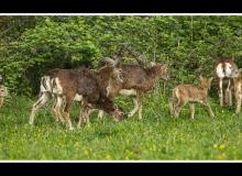 Mouflon