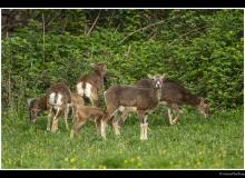 Mouflon