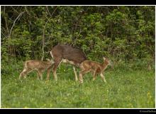 Mouflon