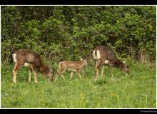 Mouflon